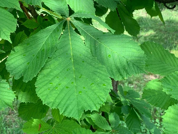 Φύλλα Καστανιάς Ένα Κοντινό Πλάνο Δέντρο — Φωτογραφία Αρχείου