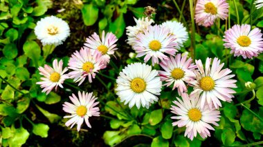 Beyaz papatyaların arka planı. Güzel renkli bahar çiçekleri. Üst görünüm.