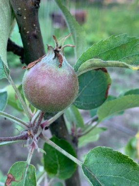 Olgunlaşmamış yeşil bir elma ağaçta yetişiyor. Büyük meyve. Bahçe ağacı.