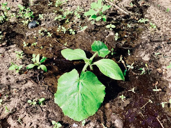 Sebuah Tumbuh Zucchini Muda Tumbuh Tempat Tidur Taman Agribudaya Kebun — Stok Foto