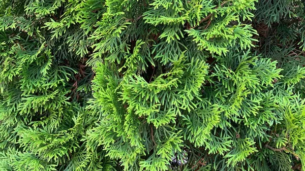 Background Green Coniferous Bushes — Stock Photo, Image