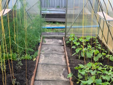 View of the greenhouse from the inside. Garden and vegetable garden concept.