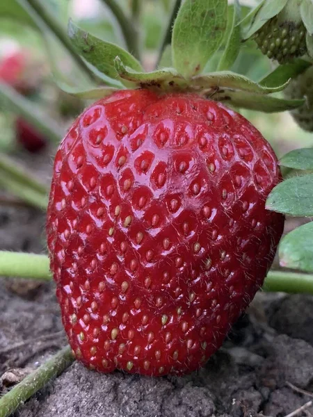 Erdbeerstrauch Mit Roten Beeren Einem Sonnigen Tag Sommer Nahaufnahme Von — Stockfoto