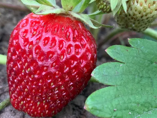 Jardín Crecen Jugosas Fresas Rojas Cultivo Frutas Verduras Primer Plano — Foto de Stock