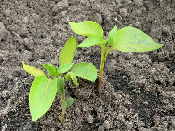 Les Plantules Poivron Poussent Dans Sol Dans Lit Jardin — Photo