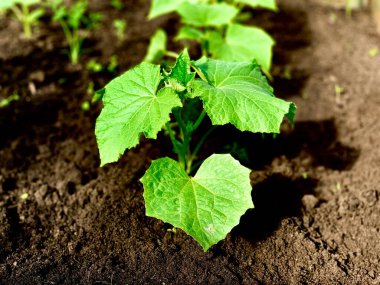 Young green sprouts of a cucumber in the ground. Cucumber shoots. Growing vegetables.