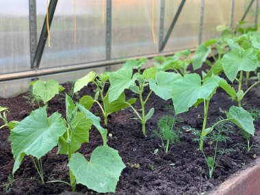 Close-up of a seedling of cucumbers growing in the ground.