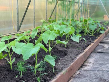 Close-up of a seedling of cucumbers growing in the ground.