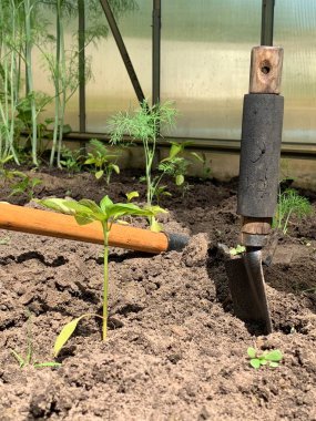 Seedlings of bell pepper close-up growing in the ground. 