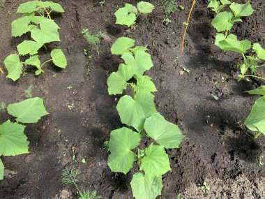 Close-up of a seedling of cucumbers growing in the ground.