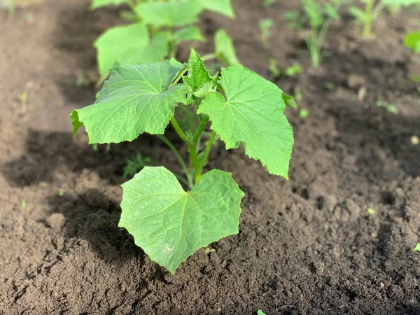 Young Green Sprouts Cucumber Ground Cucumber Shoots Growing Vegetables — Stok Foto