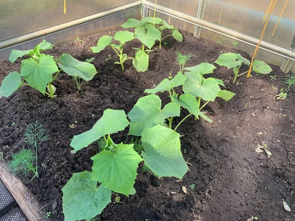 嫩绿的黄瓜芽插在地上 黄瓜芽 种植蔬菜 — 图库照片