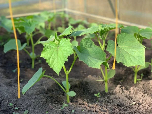 Young Sprouts Cucumbers Grow Garden — Stock Photo, Image