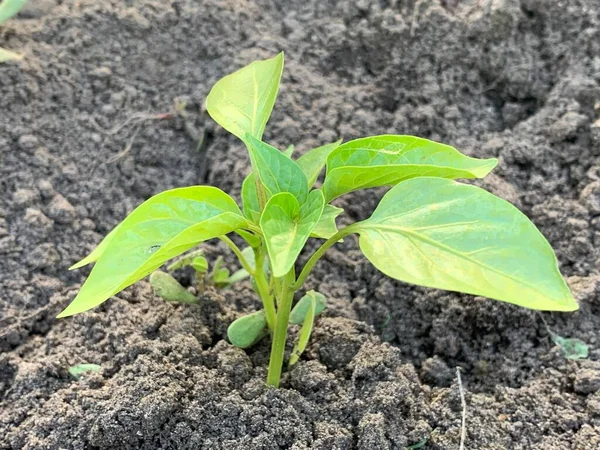Bell Pepper Seedlings Grow Ground — Stok Foto