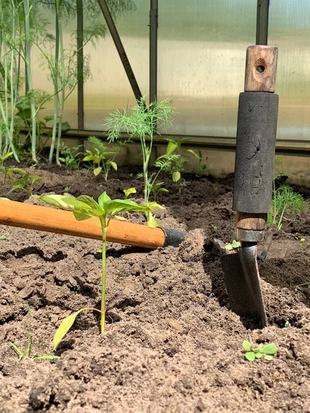 Seedlings Bell Pepper Close Growing Ground — Stok Foto