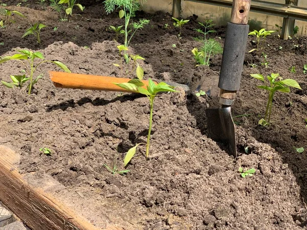 Seedlings Bell Pepper Close Growing Ground — Stok Foto