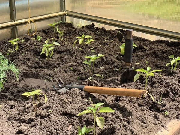 Seedlings Bell Pepper Growing Ground — Stok Foto