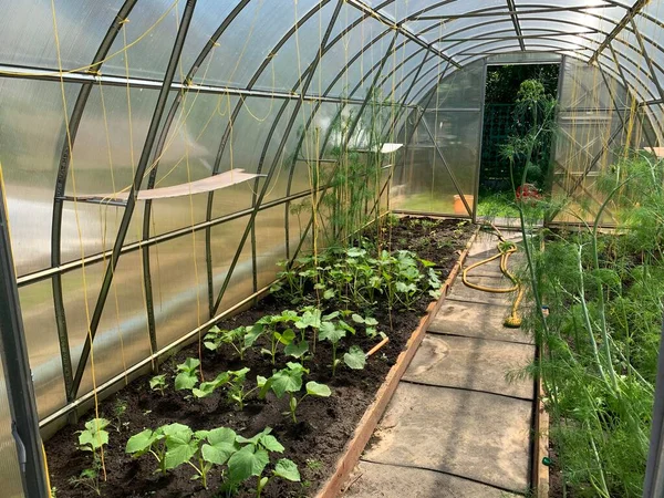 Blick Auf Das Gewächshaus Von Innen Garten Und Gemüsegartenkonzept — Stockfoto