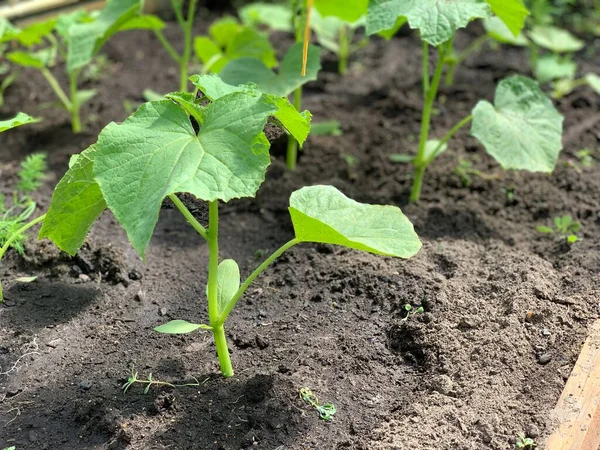 Saplings Green Cucumbers Organic Products Grown Our Own Garden Growing — Stok fotoğraf
