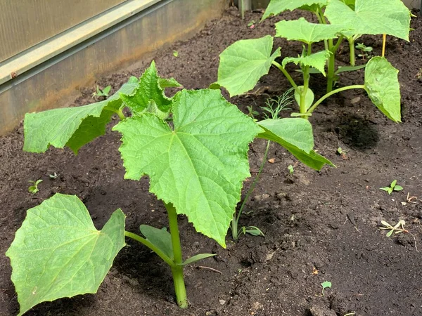 Sauces Concombres Verts Produits Biologiques Cultivés Dans Notre Propre Jardin — Photo