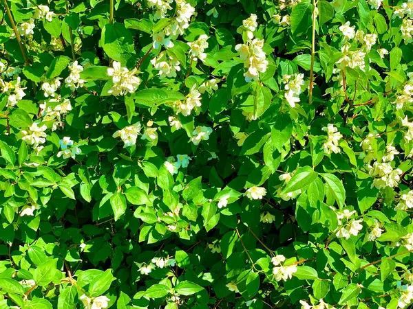 Fundo Folhas Verdes Flores Brancas Jasmim — Fotografia de Stock