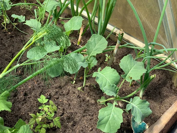 Seedling Cabbage Grows Ground — Stockfoto