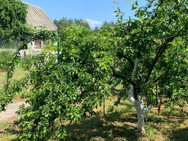 Orchard Fruit Tree Grows Vegetable Garden — Zdjęcie stockowe