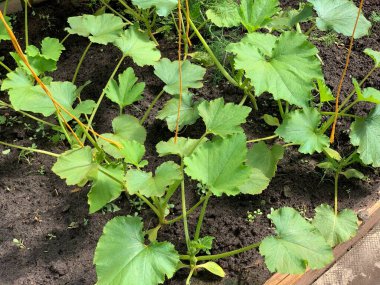 Close-up view of blooming cucumbers. Healthy food concept. Garden and vegetable garden concept. Growing cucumbers.