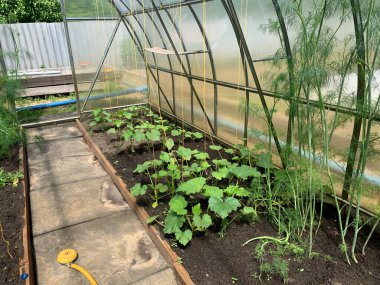 The beds with cucumber sprouts in the greenhouse. Garden and vegetable garden concept. Growing cucumbers.