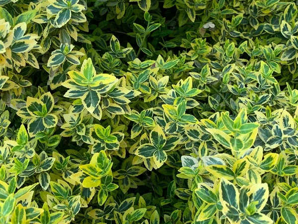 小さな緑の葉からの背景 — ストック写真