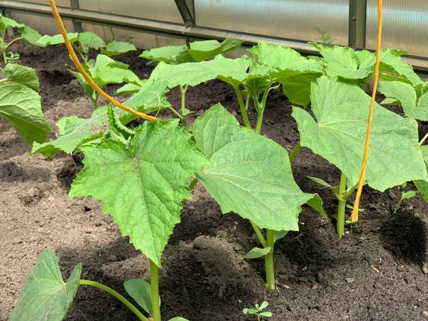 Gurkensetzlinge Großaufnahme Auf Einem Gartenbeet Einem Gewächshaus Wachsende Gurken — Stockfoto