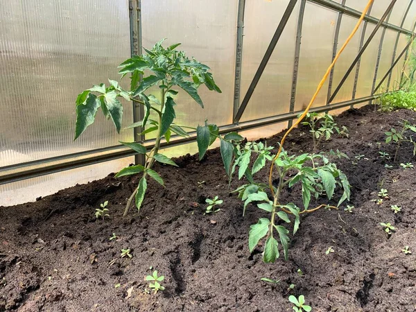 Lits Avec Pousses Tomate Dans Serre Jardin Jardin Potager Concept — Photo