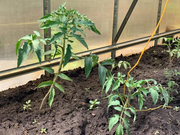 番茄幼苗在温室里的花园床上 种植西红柿 园圃及蔬菜园概念 — 图库照片