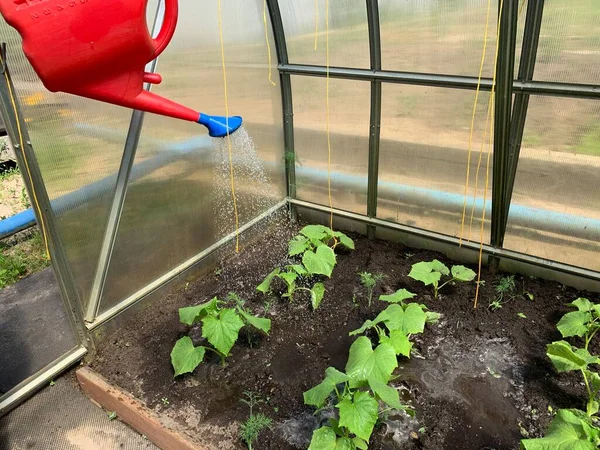 Growing Cucumbers Greenhouse Watering Cucumber Seedlings Garden Vegetable Garden Concept — Stok Foto