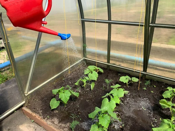 Cultivando Pepinos Invernadero Riego Plántulas Pepino Concepto Jardín Huerta — Foto de Stock