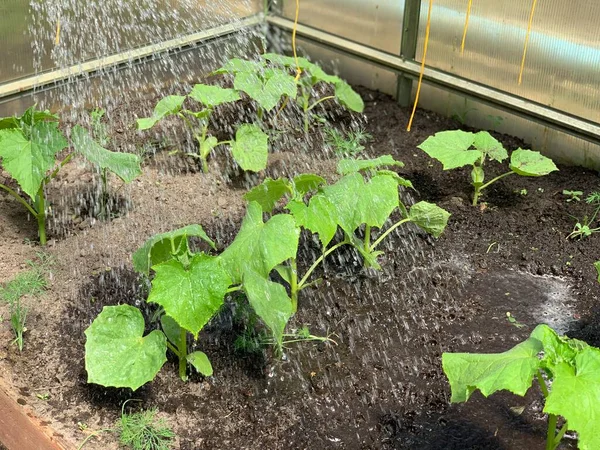 Cultivando Pepinos Invernadero Riego Plántulas Pepino Concepto Jardín Huerta — Foto de Stock