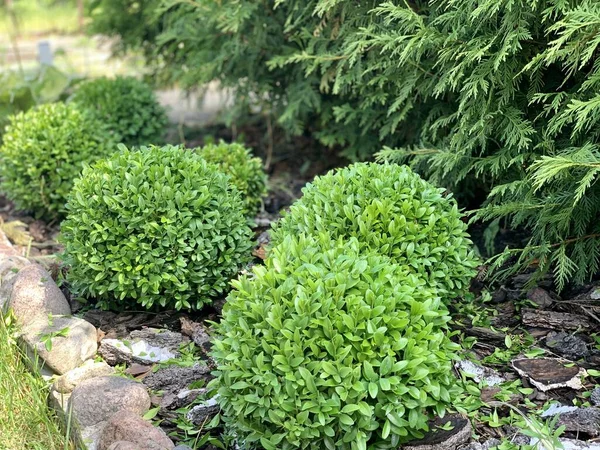 Green Boxwood Ornamental Shrub Landscaping — Zdjęcie stockowe