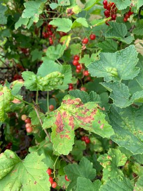 Anthracnose. Currant disease in which red spots appear on the leaves.