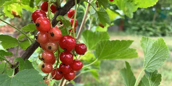 Red Currant Berries Hanging Branch — Φωτογραφία Αρχείου
