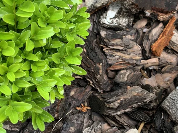 Små Gröna Blad Med Daggdroppar Mot Bakgrund Brun Bark Struktur — Stockfoto