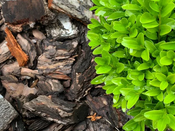 Petites Feuilles Vertes Avec Gouttes Rosée Sur Fond Écorce Brune — Photo