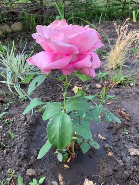 一丛丛装饰着粉色玫瑰的花园 — 图库照片