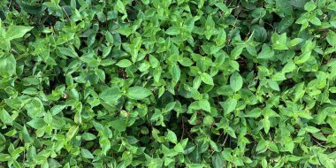 Yeşil yapraklı yasemin arka planı. Yeşil arka planda bir çalılık.