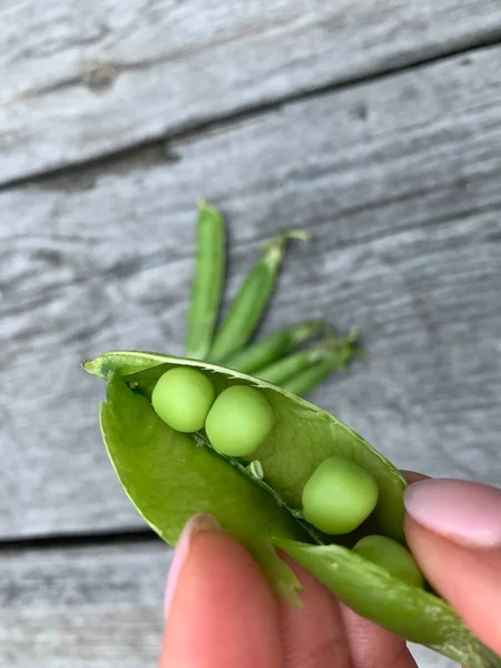 Guisantes Guisantes Verdes Frescos Las Manos — Foto de Stock