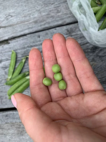 Erbsen Aus Frischen Grünen Erbsen Den Händen — Stockfoto