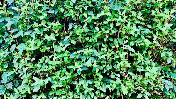 Fondo Jazmín Con Hojas Verdes Seto Arbustos Sobre Fondo Verde —  Fotos de Stock