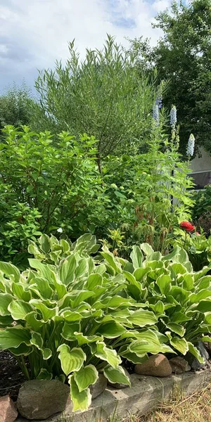 Landskap Personlig Tomt Med Blommor Stenar Och Barrträd Fin Utsikt — Stockfoto