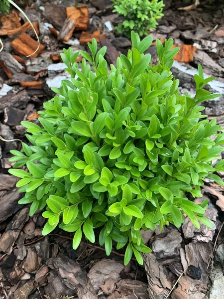 Boxwood Verde Canteiro Flores Mulching Canteiros Flores Com Cobertura Vegetal — Fotografia de Stock