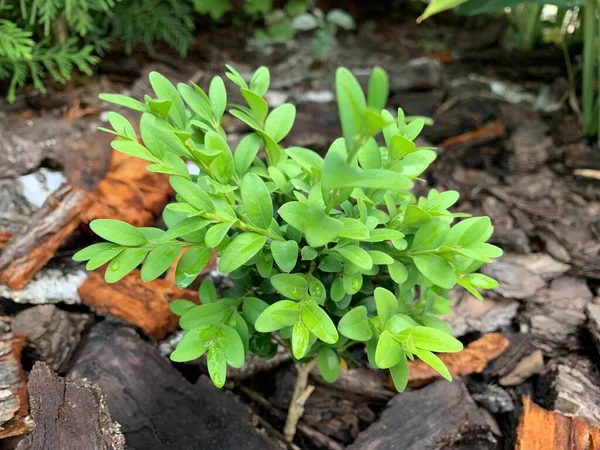 Boxwood Verde Canteiro Flores Mulching Canteiros Flores Com Cobertura Vegetal — Fotografia de Stock