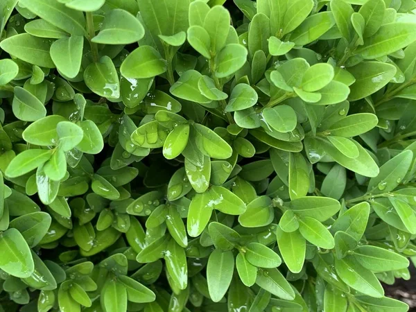 Fondo Pequeñas Hojas Verdes Rocío Gotitas Agua — Foto de Stock